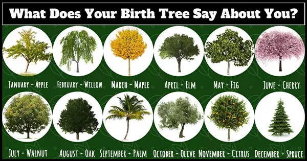 What Does Your Birth Tree Say About You?