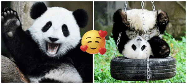 Choose From These Cute Pandas And Find Out Which Love Language Is Yours