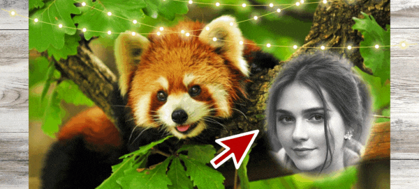 O Panda Vermelho &Eacute; Muito Fofo. Use O Filtro Preto&Branco E Veja Como Voc&ecirc; Fica Ador&aacute;vel ao Lado Dele