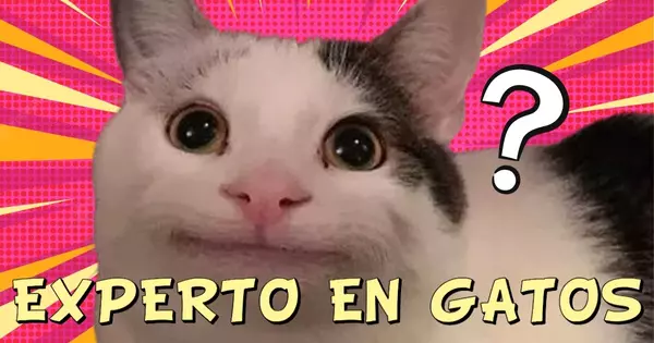 🐱 Cuestionario Definitivo Sobre Gatos: &iquest;Eres Un Experto En Gatos?