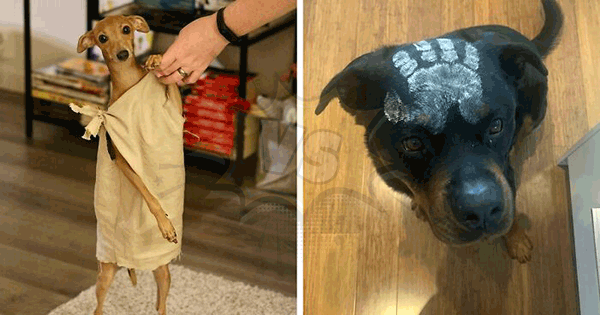 Which Dog Halloween Costume Is Cuter?