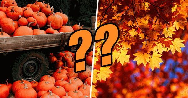 Which Fall Item Do You Most Represent? Find Out With This Cozy Autumn Quiz.
