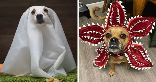 Tell Us About Your Pet To Find The Perfect Halloween Costume For Them This Year!