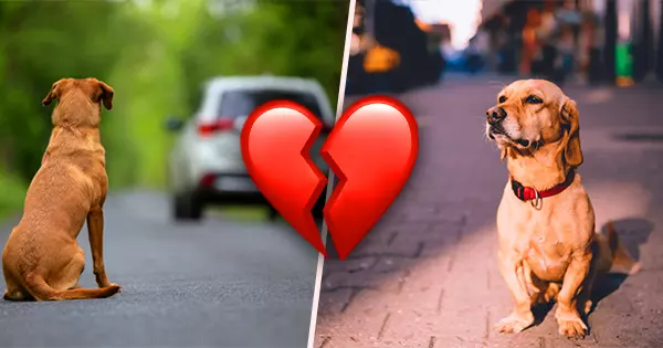 As An Abandoned Dog, How Will You Start Your Homeless Life?