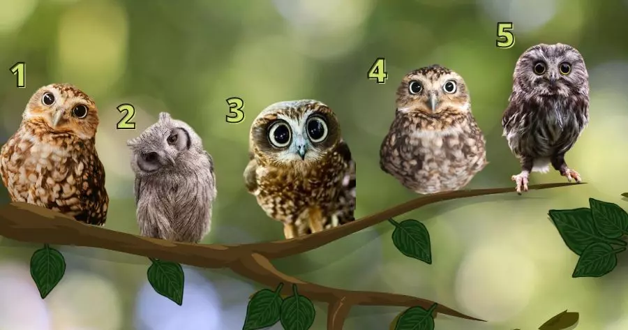 Choose An Owl To Reveal Your Most Secret Quality! Surprise Result!