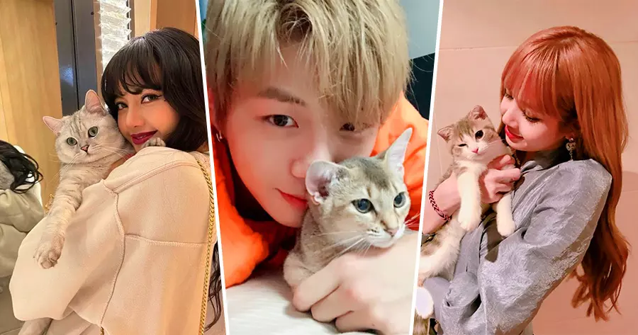 Can You Match The K-Pop Star With Their Cat Friend?