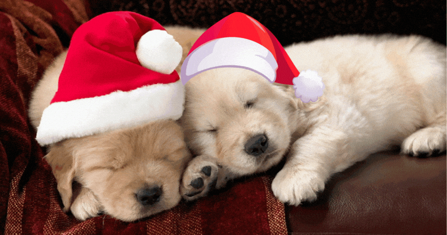 Which Christmas Puppy Are You?