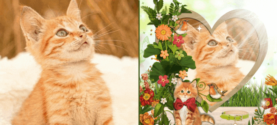 Share With Everyone How Adorable Your Cat Is Inside This Beautiful Heart Frame
