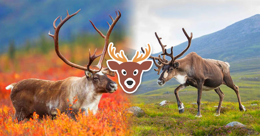 What Reindeer Clearly Reflects Your Personality?