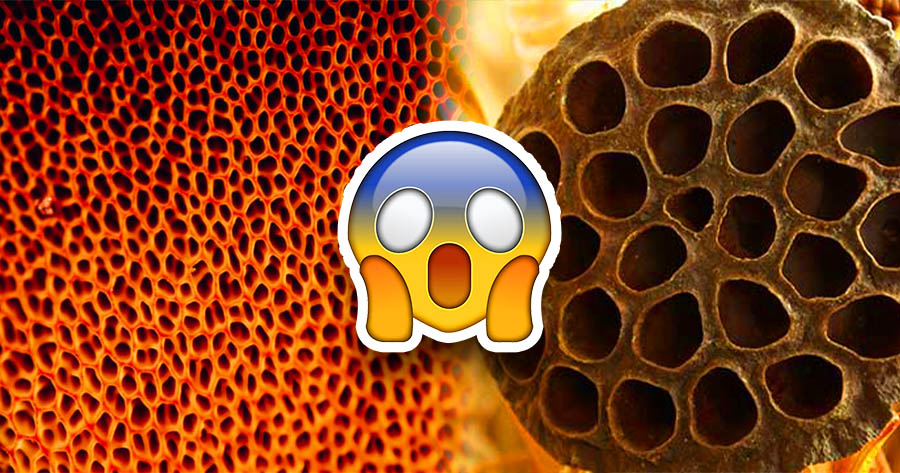 B&agrave;i kiểm tra Trypophobia &ndash; Bạn c&oacute; mắc chứng sợ lỗ kh&ocirc;ng?