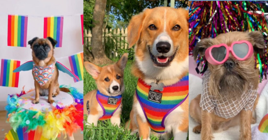 These Dogs Are Ready For Mardi Gras. Are You?..