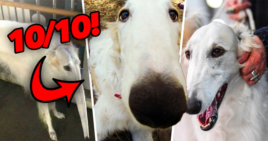 Rate These Borzoi Memes!