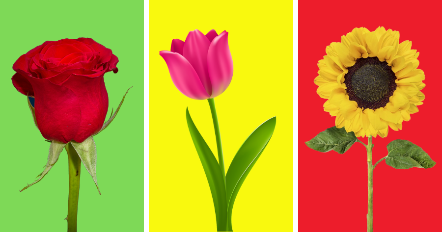 Escolha a Flor Mais Bonita Para Receber Uma Mensagem Do Seu Anjo Da Guarda