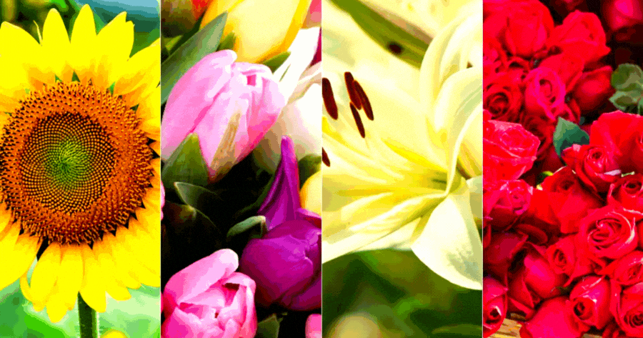 &iquest;Qu&eacute; Tipo De Flor Eres?