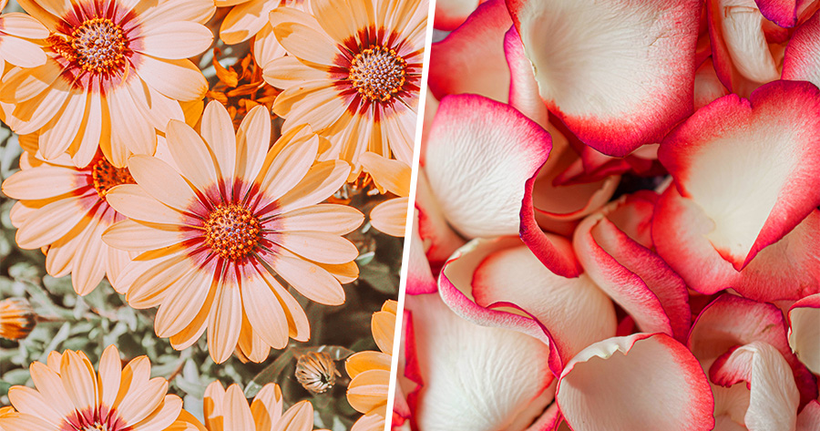 Discover Your Spring Petal Personality: Which Type Of Petal Are You?
