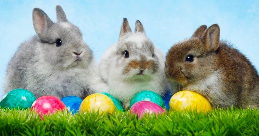 Which Easter Bunny Are You? Take This Personality Quiz To Find Out!