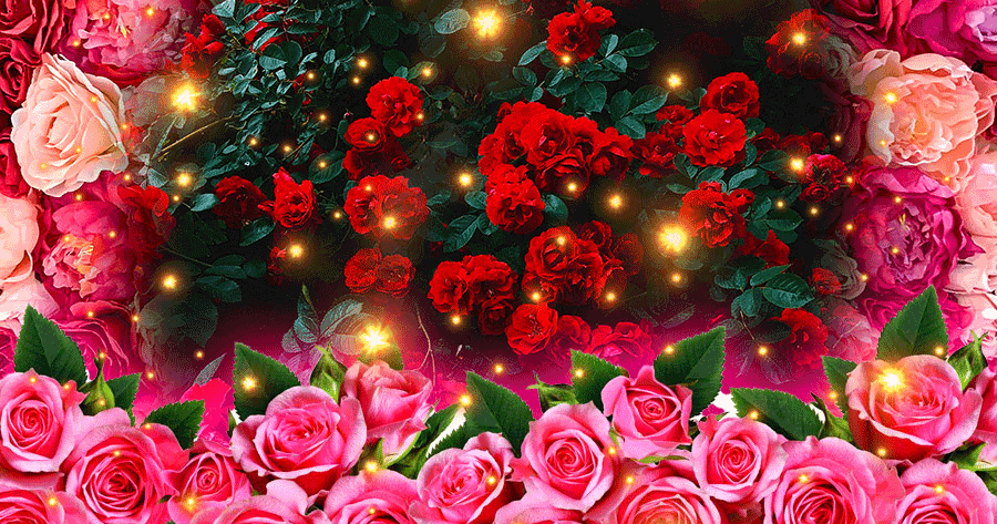 Find Out What Your Favorite Rose Says About Your Love Future! Test Now!