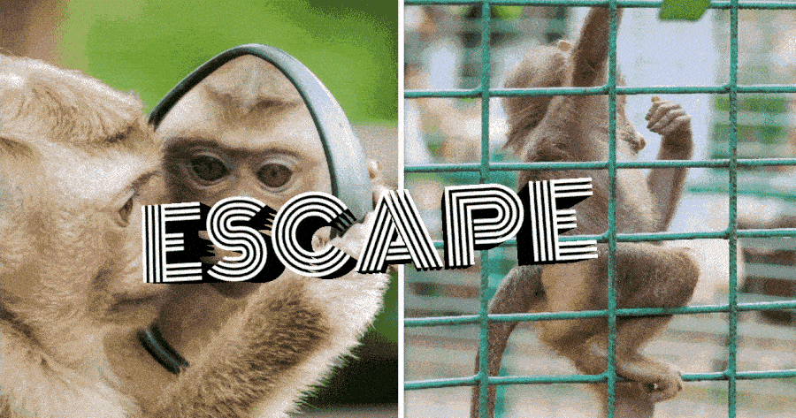 How A Clever Chimpanzee Broke Free From Captivity