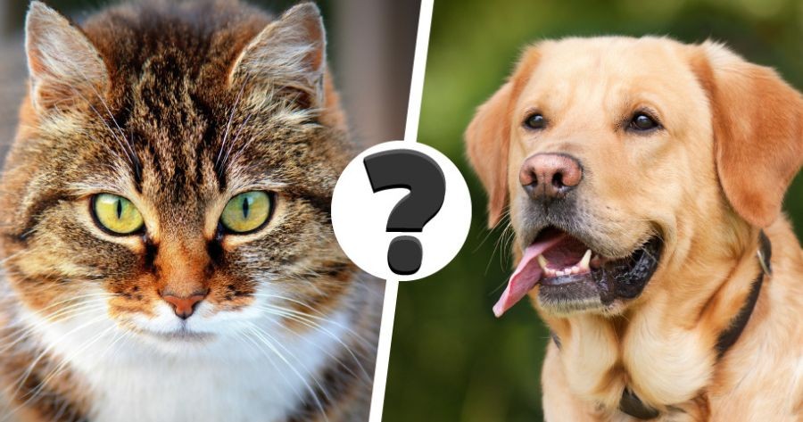 Are You An Animal Expert? If So, It's Time To Test Your Knowledge