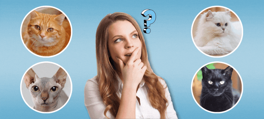 Choose One Of These Cute Kittens And We&rsquo;ll Tell You How Much Intuition You Possess!