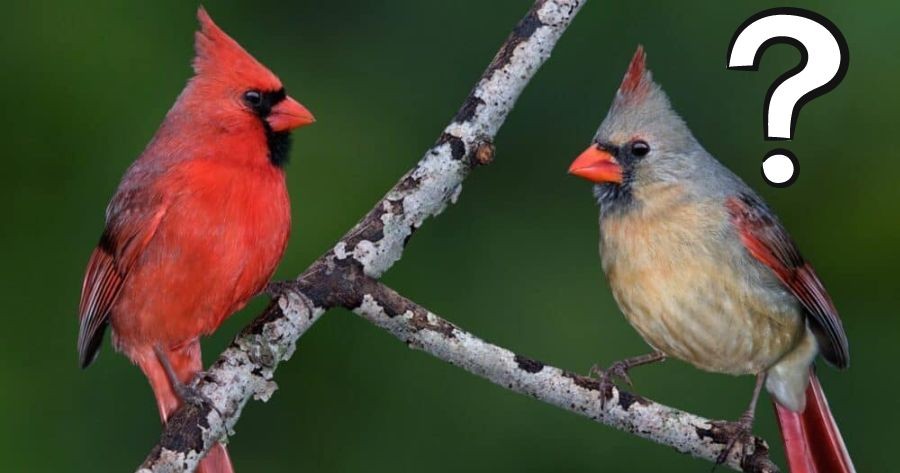 How Many Bird Species Can You Identify?