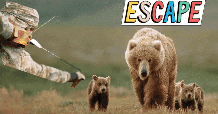 Can The Bear Protect Her Cubs From Human Hunters?