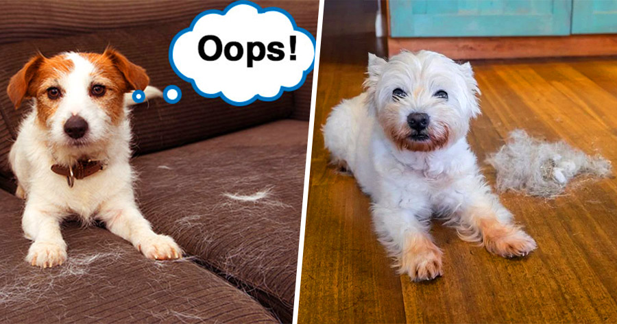 Kỹ thuật loại bỏ l&ocirc;ng: L&agrave;m thế n&agrave;o để loại bỏ l&ocirc;ng th&uacute; cưng?