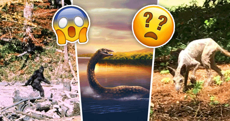Cryptid Quest: Decode The Enigma Of UMA (Unidentified Mysterious Animals) Through Images!