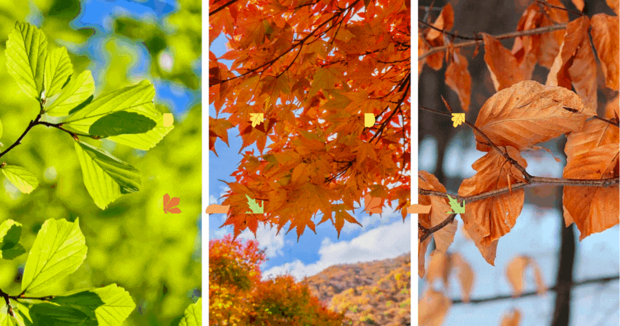 Discover Your Leaf Color Personality: Uncover The Hue That Matches You Best
