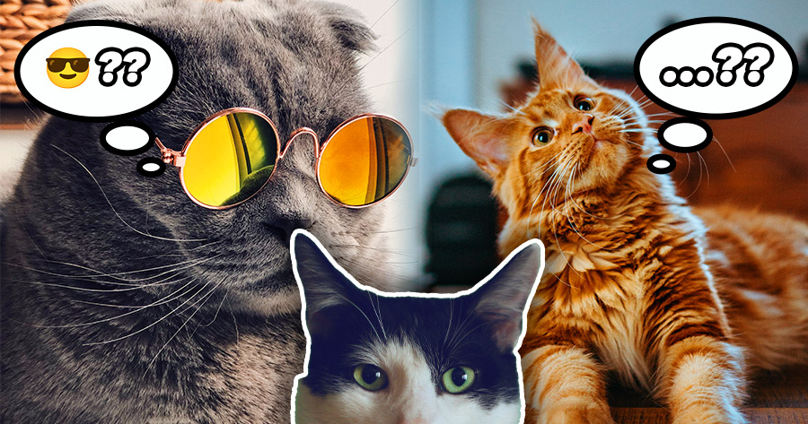 Let's Find Out What Your Cat Is Trying To Tell You!
