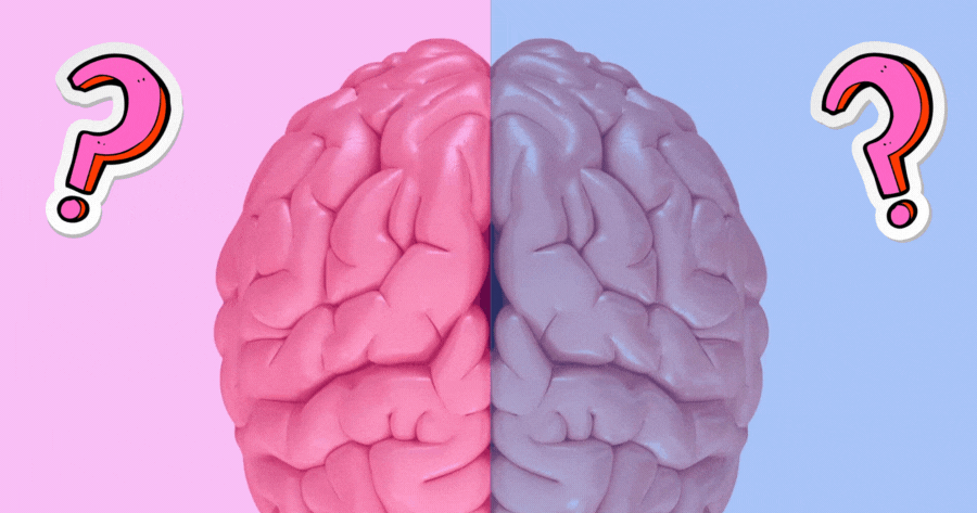 Is Your Brain Type: Male Or Female?