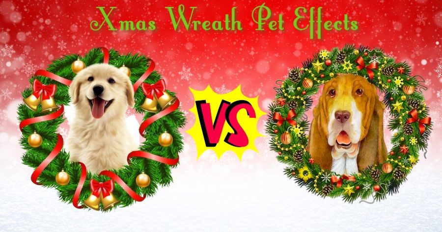 Design A Christmas Wreath Frame For Your Pets!