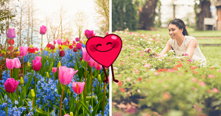 Pick Some Flowers And Discover When Your True Love Will Arrive