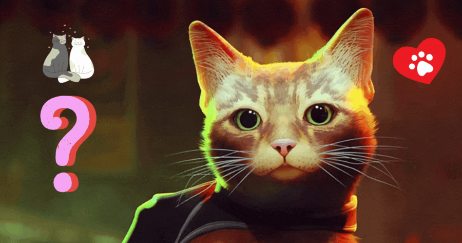 Will The Stray Cat Find Her True Love?