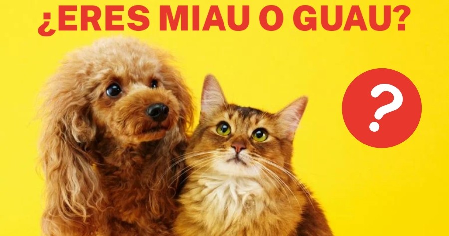 Encuentra Tu Preferencia De Mascota Perfecta: &iquest;Eres Miau O Guau?