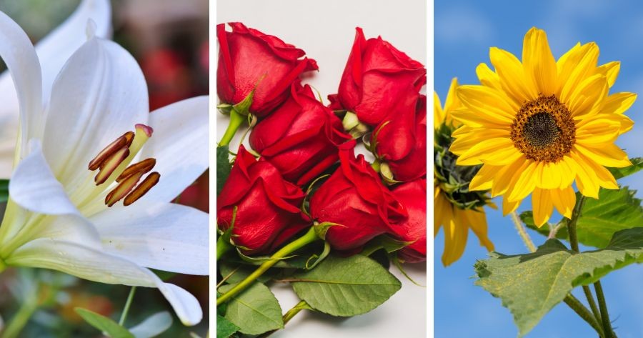 What Kind Of Flower Are You?