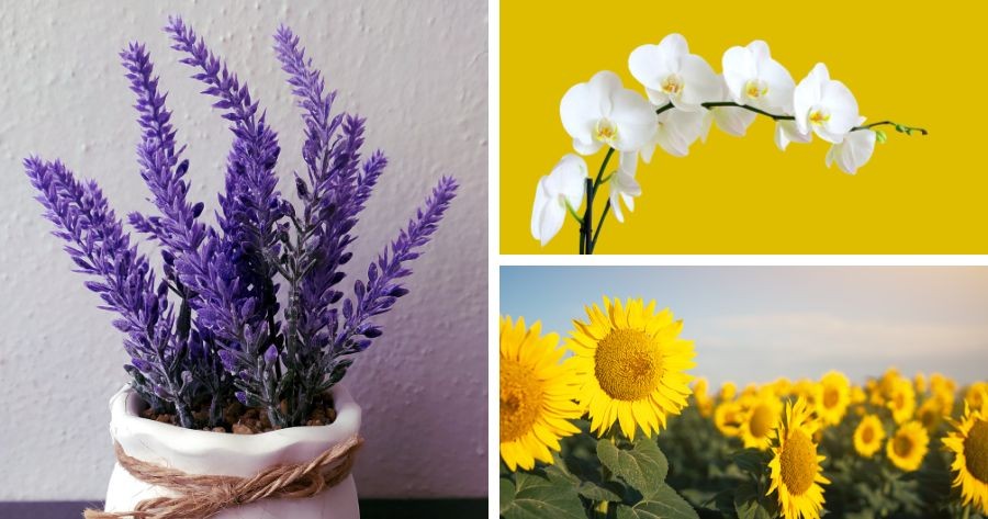 What Flower Type Matches Your Personality?