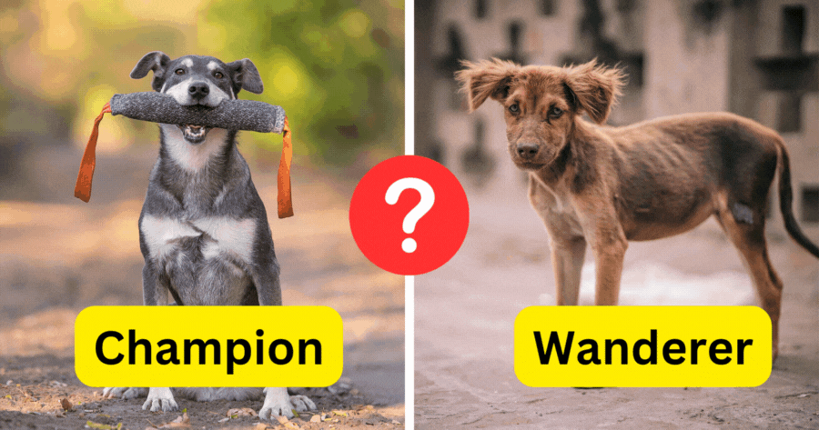 Champion Or Wanderer, Test Your Pet&rsquo;s Appearance
