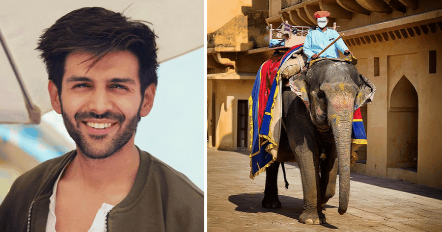 Get Free Elephant Background For Your Picture!