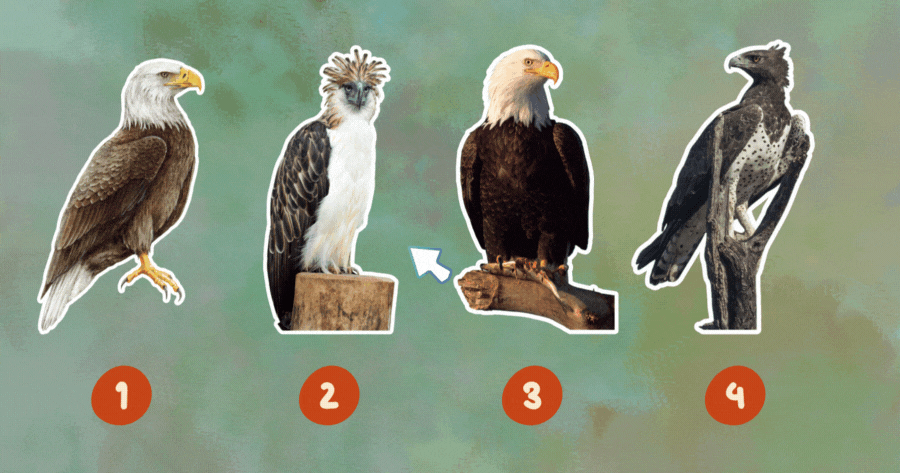 Ber&uuml;hre den Adler, um das Licht deiner Seele zu entdecken