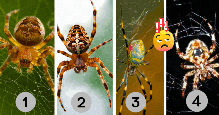 Tippen Sie die Spinne an, um Ihre nervigste Seite zu entdecken