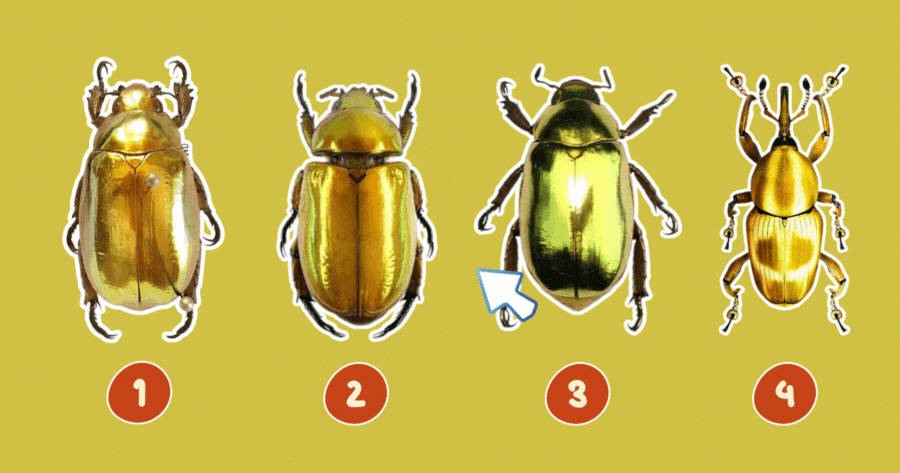 Chọn Một Con Bọ V&agrave;ng V&agrave; Xem Khi N&agrave;o Vận May Của Bạn Sẽ B&ugrave;ng Nổ?