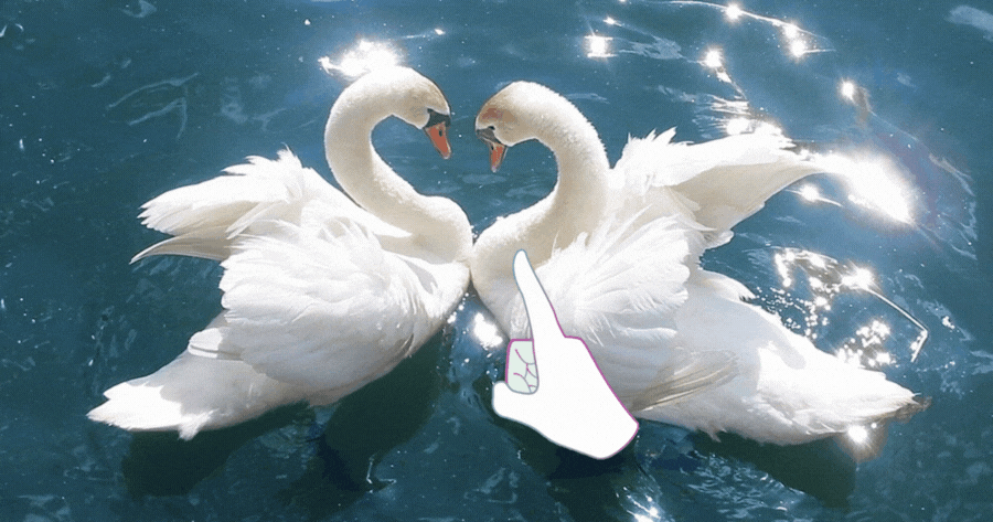 Touch The Swan To Discover Who Is Tied To You