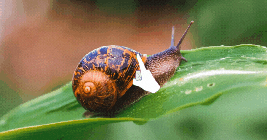 Touch The Snail To Know What Surprises Await You?