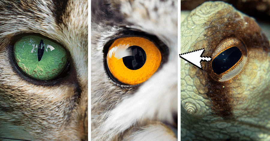 Pick An Animal Eye To Uncover Your Dark Side!
