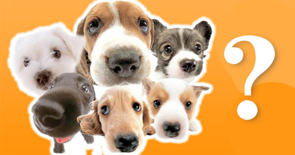 What Type Of Dog Breed Are You?