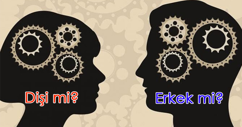 Beynin Daha &Ccedil;ok Dişi mi, Erkek mi?