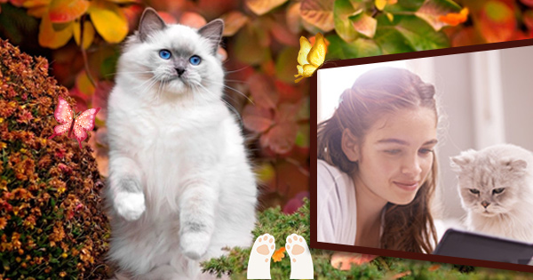  Mira tus preciosas fotos con un gato.