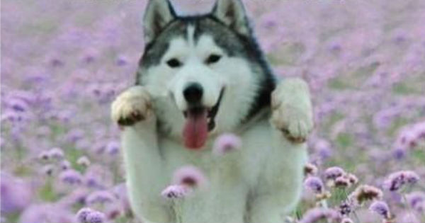 Which flower is your lover?