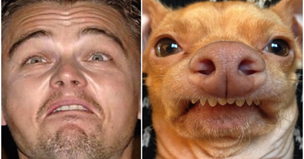  Que ra&ccedil;a de cachorro voc&ecirc; &eacute;?